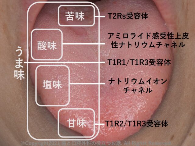 うま味等の味覚とクロッサムモリタ