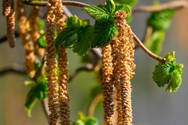 スギ花粉 舌下免疫療法
